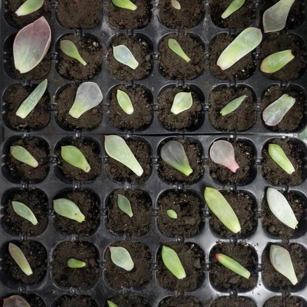 Seedling Tray Sprout Plate 24 Holes Nursery Pots Tray Lids Box For Gardening Bonsai Mini Greenhouse Nursery Plate Three Sets