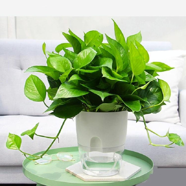 Transparent Plastic Double-Layer Water Storage Automatic Water-Absorbing Flowerpot, Size: A707 Caliber 15.3cm(White Transparent Basin)