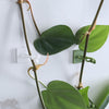 Small 50pcs Plant Climbing Wall Buckle Vine Traceless Plant Fixer Self-Adhesive Hooks(Green)