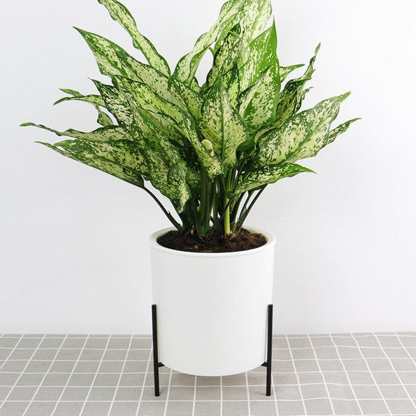 165mm PP Planter Flower Pot Automatic Water-absorbing Lazy Flower Pot, with Shelf