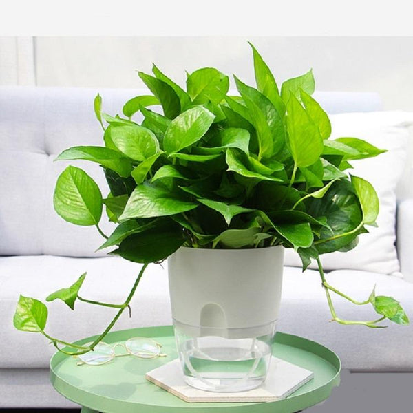 Transparent Plastic Double-Layer Water Storage Automatic Water-Absorbing Flowerpot, Size: A709 Caliber 23.5cm(White Transparent Basin)