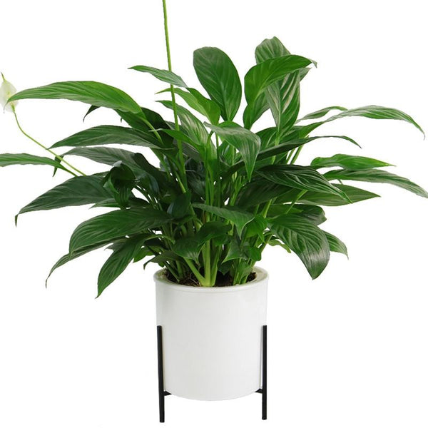 165mm PP Planter Flower Pot Automatic Water-absorbing Lazy Flower Pot, with Shelf