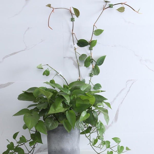 Small 50pcs Plant Climbing Wall Buckle Vine Traceless Plant Fixer Self-Adhesive Hooks(Green)