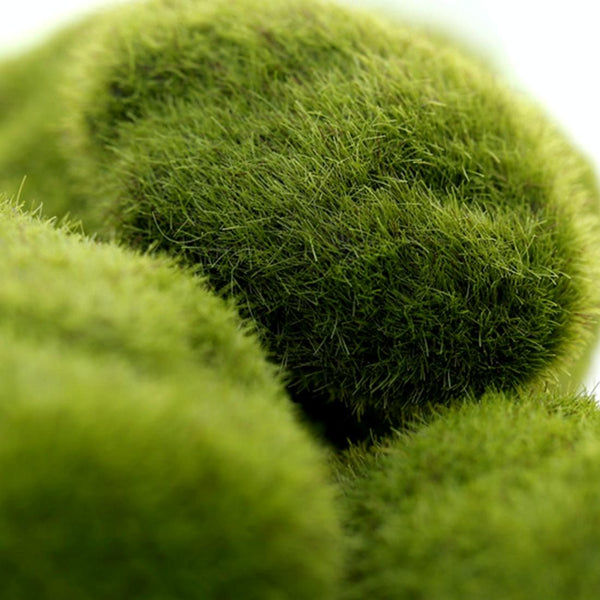 5pcs Simulation of False Moss Simulation of Bryophyte Stone Moss Flocking False Lawn Micro Landscape Decoration Accessories, Diameter: 6cm