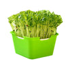 3 PCS Bean Sprout Germination Pot Soilless Culture Hydroponic Vegetable Seedling Tray(Green)