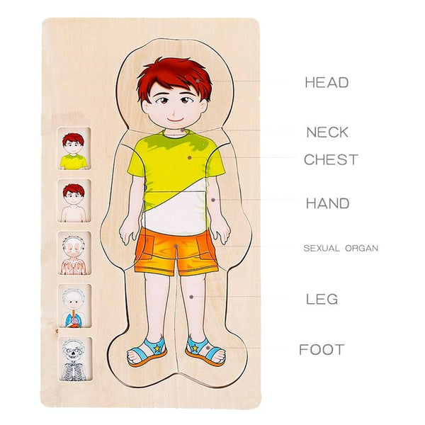 Onshine Five-Layer Human Body Structure Puzzle Wooden Puzzles For Children Physical Cognition(Girl)