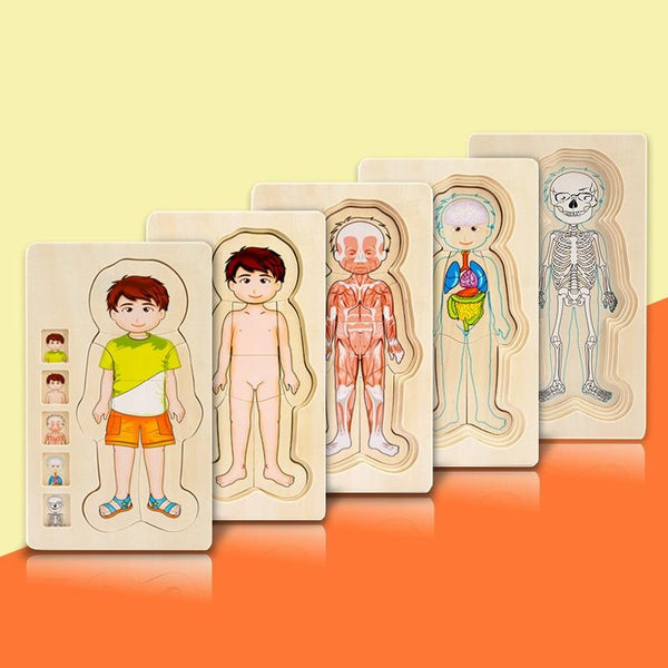 Onshine Five-Layer Human Body Structure Puzzle Wooden Puzzles For Children Physical Cognition(Girl)