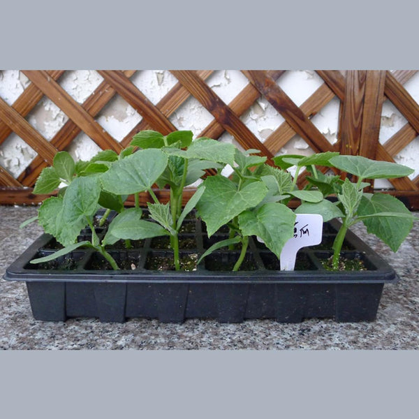 Seedling Tray Sprout Plate 24 Holes Nursery Pots Tray Lids Box For Gardening Bonsai Mini Greenhouse Nursery Plate Three Sets