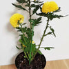 10pcs Plant Potted Flower Shape Support Rod Fixed Anti-lodging Leaf Guard Frame, Size:17cm