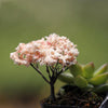 5pcs Micro Landscape Ornaments Simulated Christmas Trees Succulent Accessories Materials, Style: Golden Tree
