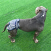 Dog Nappies XXL Blue Striped, Female & Male, Absorbent Period Pants