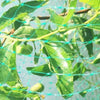 4Mx12M  Anti Bird Protection Net Mesh Garden Plant Netting Protect Plants and Fruit