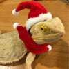 Christmas Lizard Costume, Hat & Scarf Set
