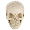 Skull Head Hallowmas Prop Gadget Display, Size: 19(L) x 13(W) x 14cm(H)(White)