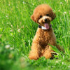 TK911 2G Pet GPS Tracker - Waterproof, 30-Day Battery
