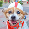 Pet Helmet for Small Dogs & Cats, S (White/Orange) - Safety Hat