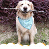 Waterproof Dog Scarf, Green Triangle, XS - Absorbent & Adjustable
