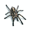 Creative Personality Scratch Cover  Car Body Sticker(Black Spider)