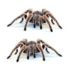 Creative Personality Scratch Cover  Car Body Sticker(Spider Pair)