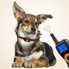 Dog Training Collar, 2 Dogs, 800m Remote, IPX7 Waterproof (Orange)