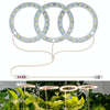 LED Plant Growth Lamp Full Spectroscopy Intelligent Timing Indoor Fill Light Ring Plant Lamp, Power: Three Head(Sunshine)