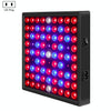 LED Plant Light Quantum Board Greenhouse Seedling Plant Growth Supplementary Light Full Spectrum Plant Planting Light, Power: 169 Beads US Plug