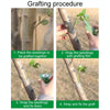 4.5cm Garden Grafting Tape Fruit Tree Seedling Self-Adhesive Wrap