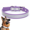 Reflective PU Leather Dog Collar, XXL Purple - CL181K