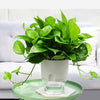 Transparent Plastic Double-Layer Water Storage Automatic Water-Absorbing Flowerpot, Size: A707 Caliber 15.3cm(White Transparent Basin)