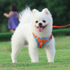 Reflective Dog Harness S Orange - Soft Suede & Nylon Chest Strap