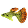 Glow in the Dark Silicone Peacock Fish Aquarium Ornament