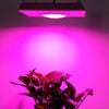 50W Plant Growth Light Ultra-Thin High-Brightness Full-Spectrum COB Indoor Greenhouse Light With Plug, Specification:EU Plug