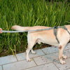 Reflective Bungee Dog Lead | Green | Stretchy Nylon | Strong & Durable