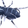 HENGJIA 8cm 7g Lua Spider Soft Bait Bionic Mimic Bait, Color: 3