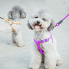 Purple Dog Collar, Harness & Leash Set - Small (Up to 8kg)