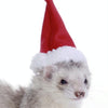 Christmas Lizard Outfit with Lead - Red Hat & Scarf