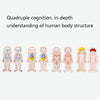 Onshine Five-Layer Human Body Structure Puzzle Wooden Puzzles For Children Physical Cognition(Boy)