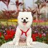 Red Dinosaur Mesh Vest 2 Pack - Breathable Pet Clothes XL