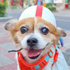 Pet Helmet, Small Black & Yellow, Dogs & Cats
