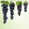 2 Bunches 85 Black Grapes Simulation Fruit Simulation Grapes PVC with Cream Grape Shoot Props