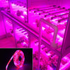 5m 300 LEDs SMD 5050 Full Spectrum LED Strip Light Fitolampy Grow Lights for Greenhouse Hydroponic Plant Waterproof(5 Red 1 Blue)