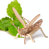 5 PCS MQY005 Children Educational Early Education DIY Hand-Assembled 3D Animal Model Puzzle Toy(Grasshopper)