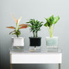 Hydroponic Transparent Visible Plastic Flower Pot, Size: 10x10x11.3cm(Translucent)