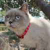 Watermelon Cat Collar with Bell, Adjustable, 28cm