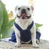 Cat & Small Dog Denim Harness with Lead - Size M
