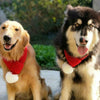 Christmas Dog Scarf, Wool, Small (Up to 38cm Neck)