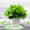 Transparent Plastic Double-Layer Water Storage Automatic Water-Absorbing Flowerpot, Size: A709 Caliber 23.5cm(White Transparent Basin)