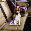 Dog Car Seat Belt Safety Lead, 70cm, Random Colour