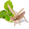 5 PCS MQY005 Children Educational Early Education DIY Hand-Assembled 3D Animal Model Puzzle Toy(Cicada)