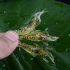10 PCS 4cm Fishing Soft Bait Lures Popper Poper Baits(Natural)